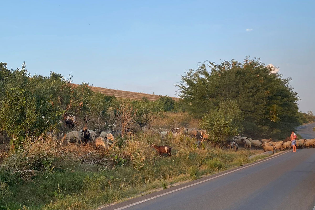 Schapen Op Weg 1200